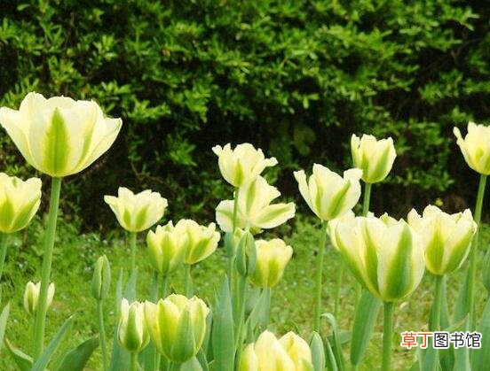郁金香花期，每年花期为3-5月