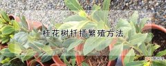 桂花树扦插繁殖方法