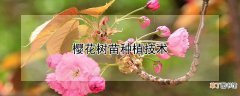 樱花树苗种植技术