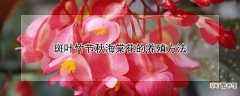 斑叶竹节秋海棠花的养殖方法