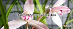 莲瓣兰的养殖方法和注意事项