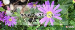 姬小菊一年四季开花吗