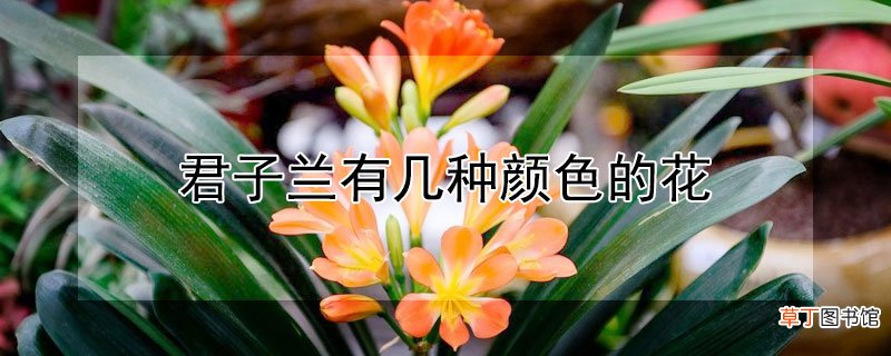 君子兰有几种颜色的花