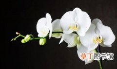 兰花墨兰绿翡翠有什么特点 绿翡翠是兰花哪个品种