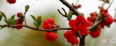 长寿冠海棠花扦插方法