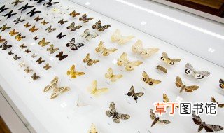 蝴蝶在中国象征什么 蝴蝶在中国的象征意义