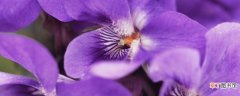 紫罗兰花怎么压枝
