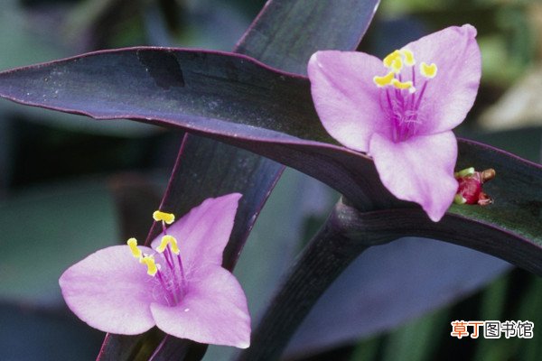 紫罗兰花为什么叶子发绿