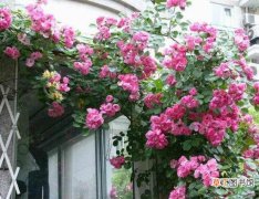 三种区别方法 藤本月季和蔷薇的区别，刺大的是藤本月季