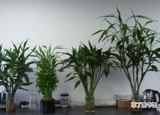 水培与土培 富贵竹怎么施肥，教你两种养殖施肥方法
