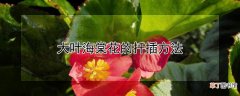 大叶海棠花的扦插方法
