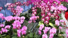 蝴蝶兰的养殖方法和注意事项 盆栽
