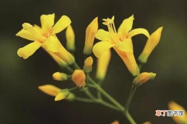 金银花与断肠草的区别，观察叶子以及花朵