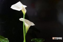 白色马蹄莲花语是什么，忠贞不渝、永结同心
