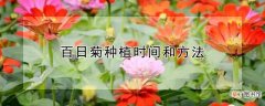 百日菊种植时间和方法