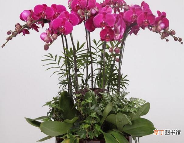 十种名贵的兰花品种，素冠荷鼎拍出千万高价