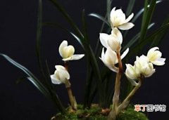 十种名贵的兰花品种，素冠荷鼎拍出千万高价