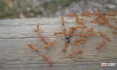 小黄蚂蚁彻底清除的方法有哪些