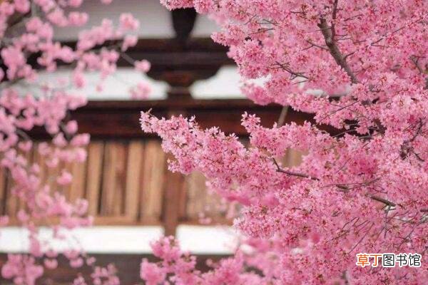 樱花树需要剪枝吗，建议在开春时期进行修剪