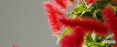 红樱吊兰的养殖方法