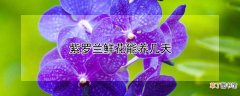 紫罗兰鲜花能养几天