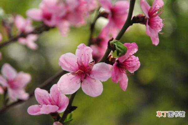 桃花是什么季节开，在每年的春季绽放
