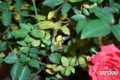 玫瑰花叶子黄了怎么办，调节水分/改善光照和温度