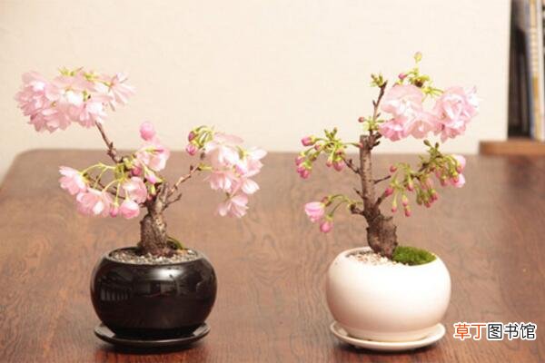 樱花盆栽好养吗，5步教你在家中养好樱花