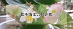 四季海棠几月开花