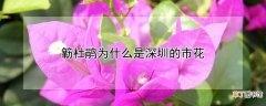 簕杜鹃为什么是深圳的市花