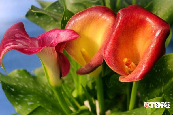 彩色马蹄莲为什么不能复花，品种特殊复花难度大