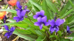 紫花地丁的养殖方法和注意事项