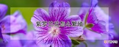 紫罗兰花怎么繁殖