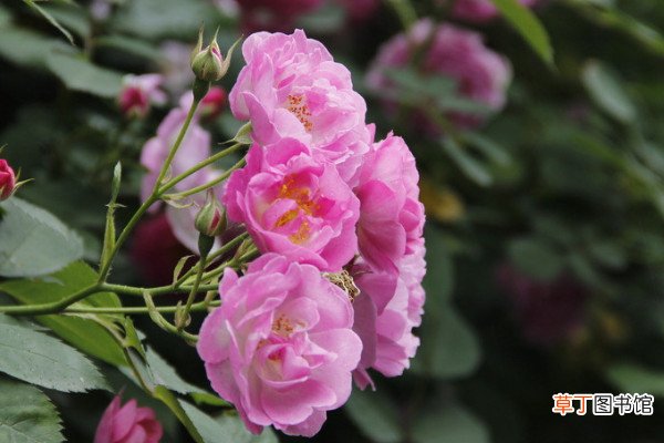 水养蔷薇花的养殖方法