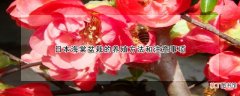 日本海棠盆栽的养殖方法和注意事项