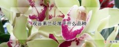 观音素兰花属于什么品种