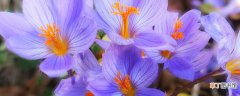 紫罗兰花能长多大