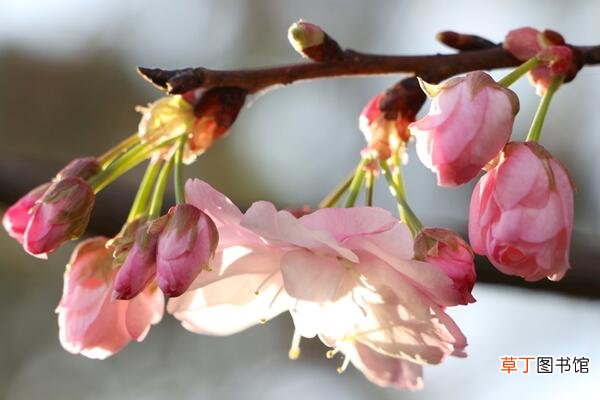 樱花不开花的原因有哪些，4种原因导致樱花不开