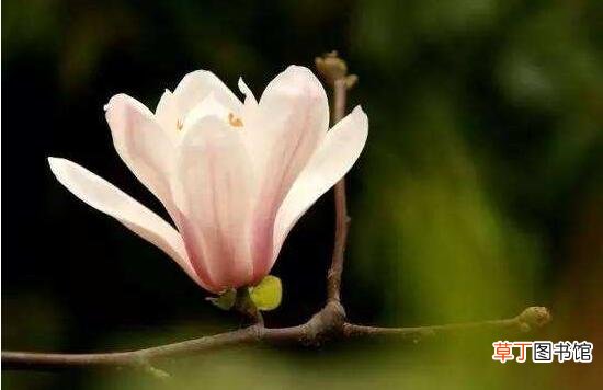 玉兰花花语，代表着高洁、芬芳，纯洁的爱，感恩