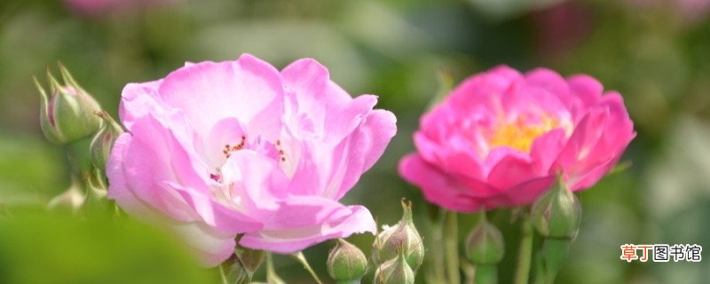 蔷薇花如何种植方法