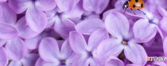 紫罗兰花为什么长很长都不开花