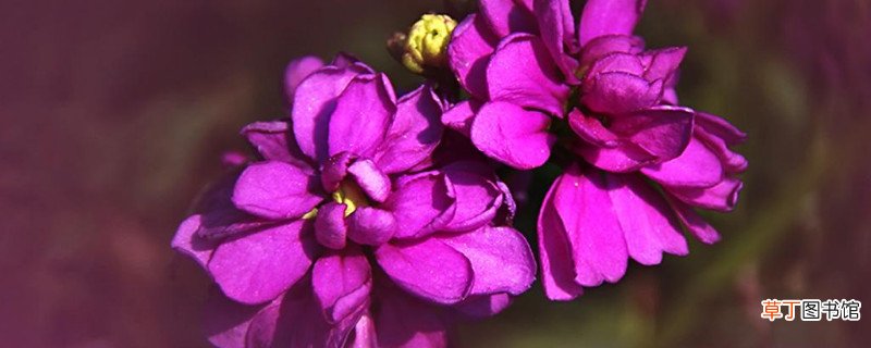 紫罗兰花卉怎样养