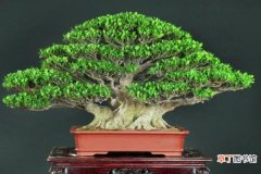榕树盆景图片，独特艺术欣赏