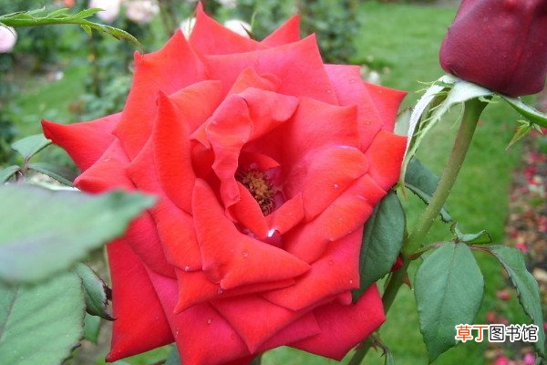 玫瑰花的品种有哪些