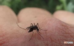 为什么咬人的都是母蚊子