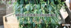 柳叶吊兰的养殖方法和注意事项