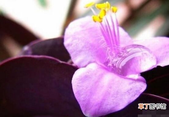 紫罗兰花语，代表着纯洁的爱、永恒的美、高尚的美德