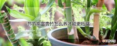 节节高富贵竹怎么养才能更旺盛