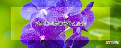 蓝宝石兰花属于什么品种