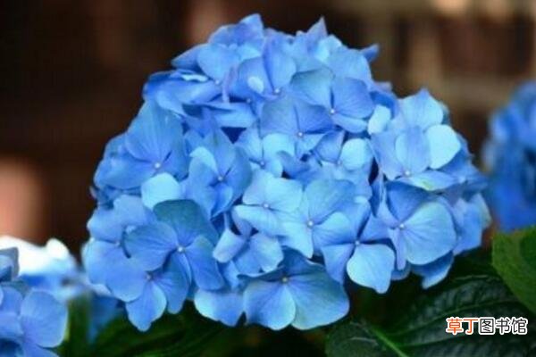 蓝色绣球花的寓意，浪漫和美满的含义